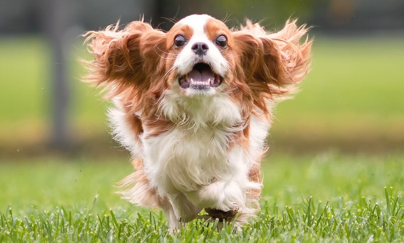 Cavalier King Charles Spaniel
