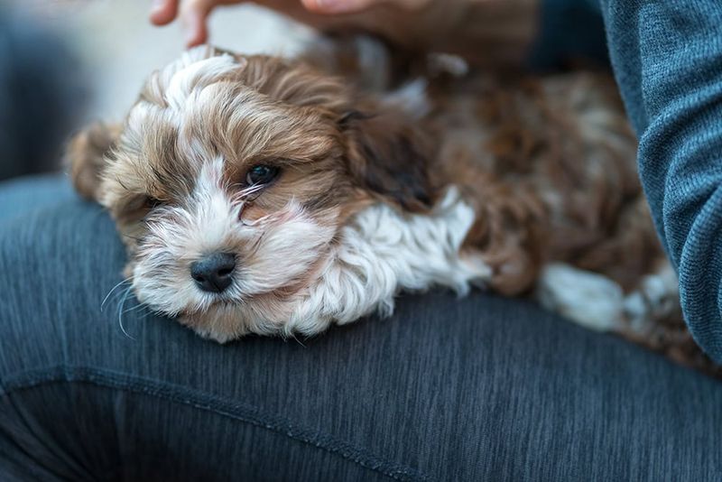Havanese