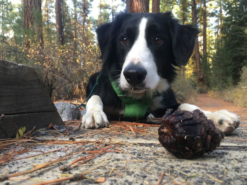 Border Collie