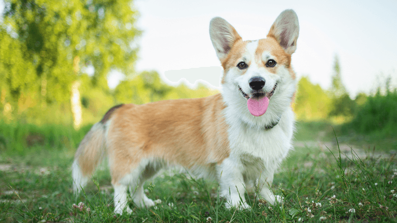 Pembroke Welsh Corgi: The Royal Advisor