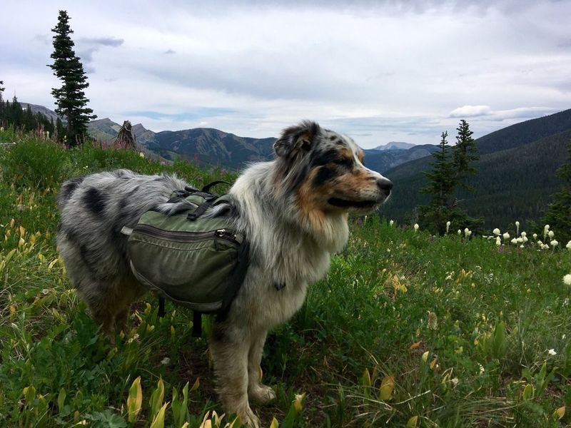 Australian Shepherd: Trail Blazer Extraordinaire