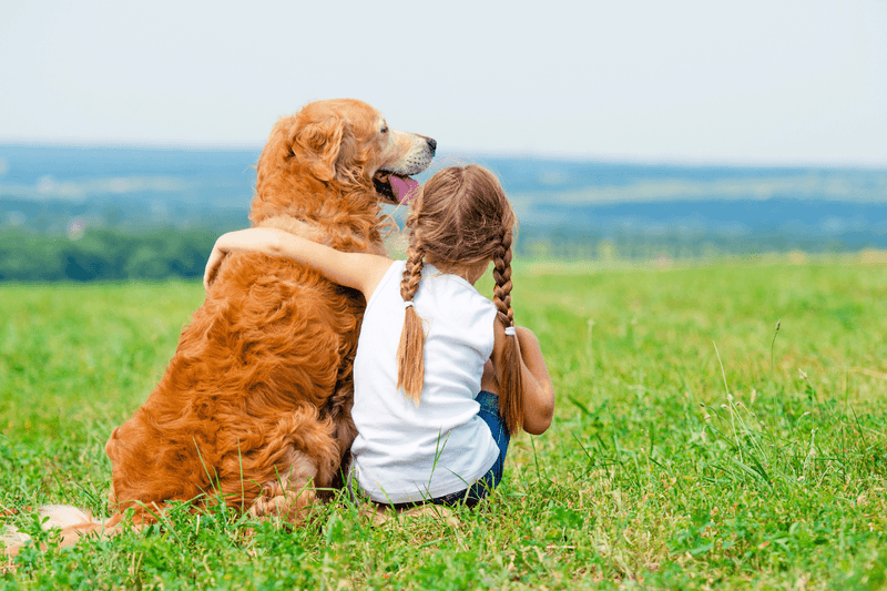 Golden Retriever