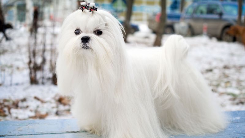 Maltese