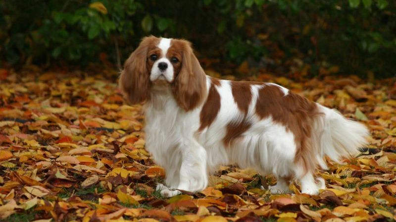 Cavalier King Charles Spaniels