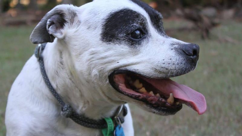 American Staffordshire Terriers: Victims Of Stereotyping