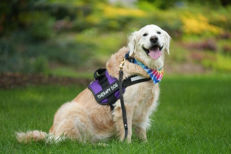 Golden Retrievers: Sunshine In Fur Form