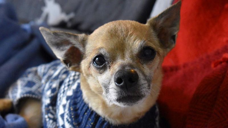 Chihuahuas: Tiny Dogs With Giant Lifespans