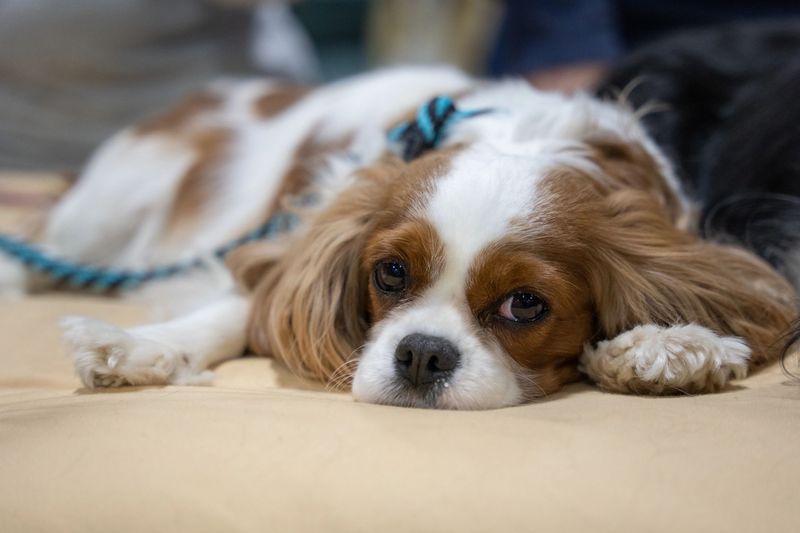 Cavalier King Charles Spaniels: Lap-Sized Emotional Healers
