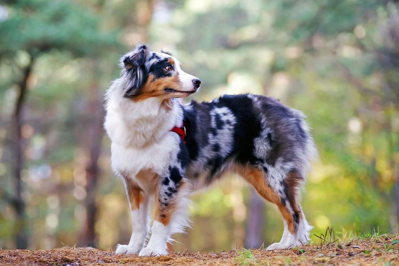 Australian Shepherds: The Self-Employed Herders