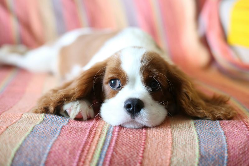 Cavalier King Charles Spaniels: Lap-Sized Emotional Support