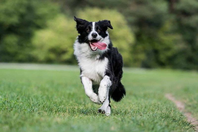 Border Collies: The Straight-A Students