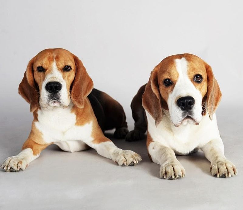 Beagles: Pack-Minded Companions