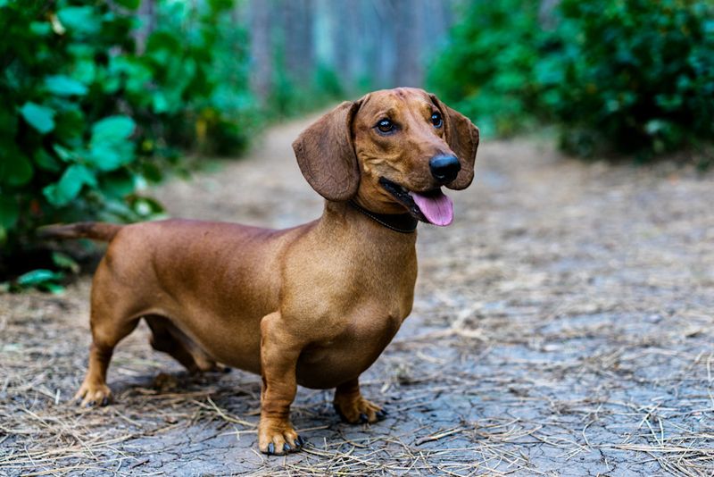 Dachshunds: Spunky Small-Space Hunters
