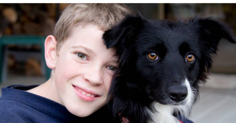 Border Collies