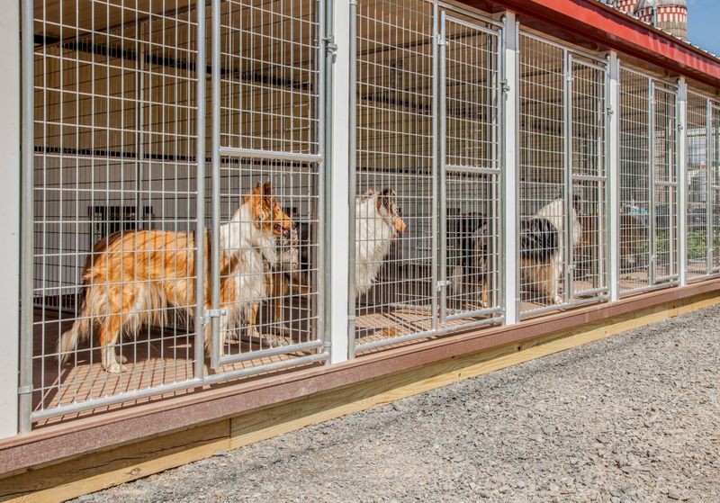 Lack Of Adoption Opportunities