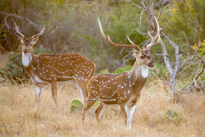 Overpopulation Of Native Species