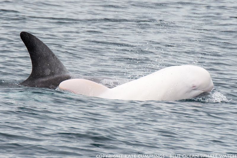 Albino Animals Can Appear In Any Species