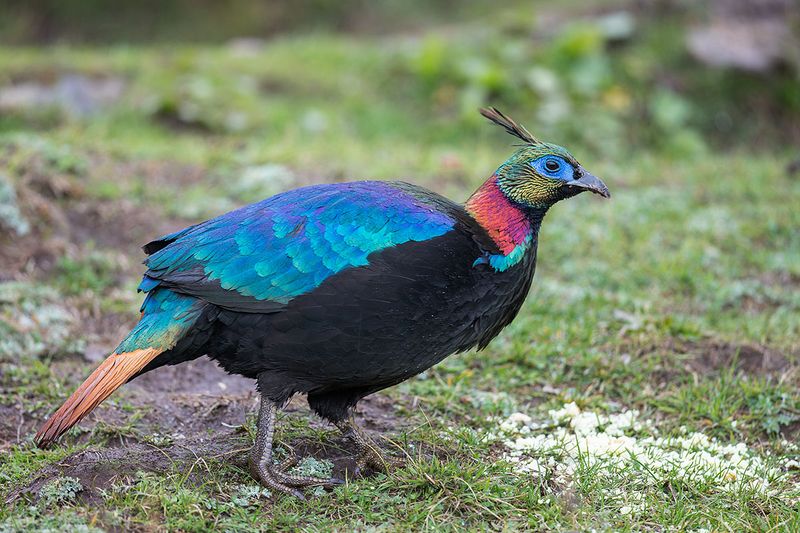 Regal Himalayan Monal