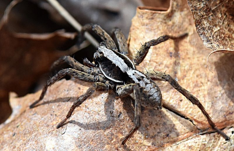 Wolf Spiders: Ground-Dwelling Pest Patrollers