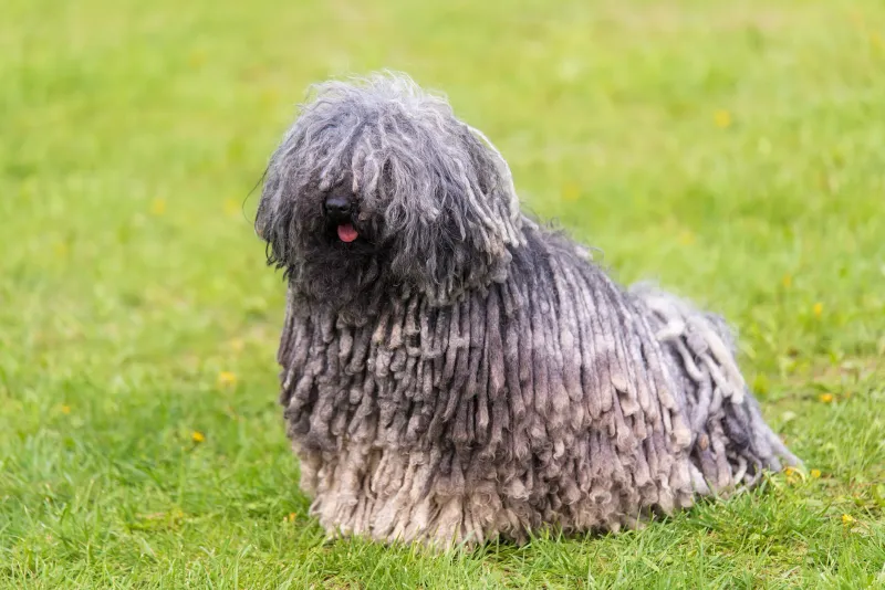 Puli – The Mop Dog Extraordinaire
