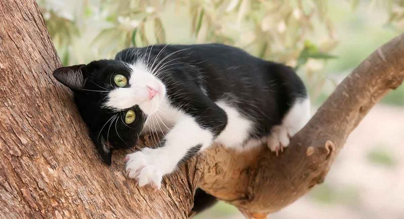 Mischievous Tuxedo Cats