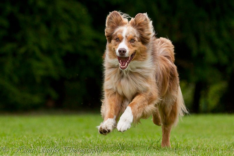 Adventure Seekers Match With Australian Shepherds