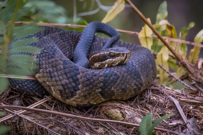 Lake Conroe's Hidden Serpent Sanctuary