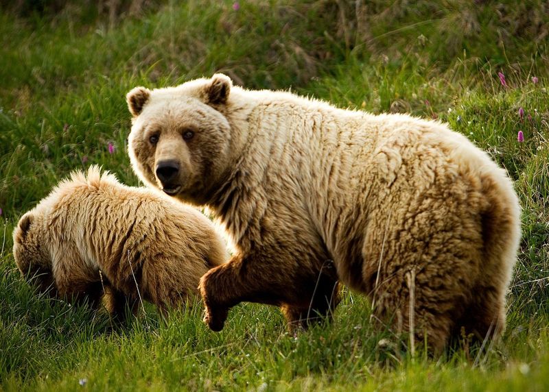Wrangell-St. Elias: America's Largest Bear Playground