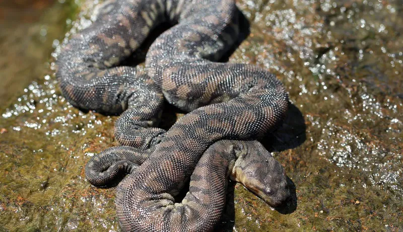 Arafura File Snake