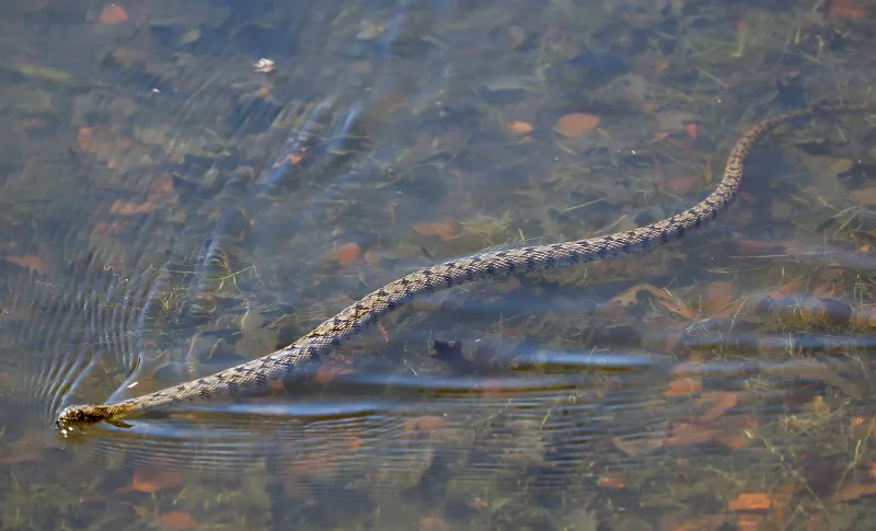 Lake Tawakoni's Venomous Visitors