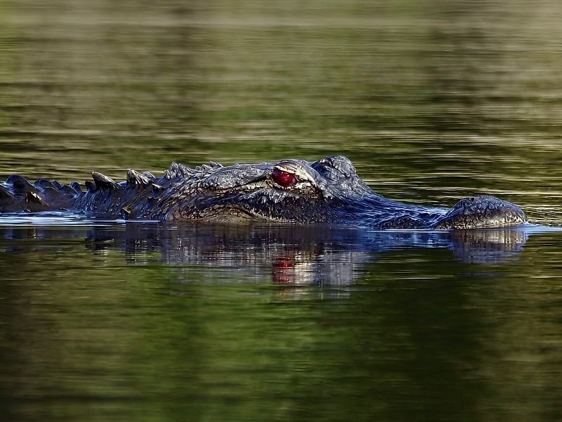 Myakka River State Park