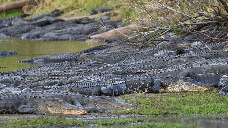 Myakka River State Park