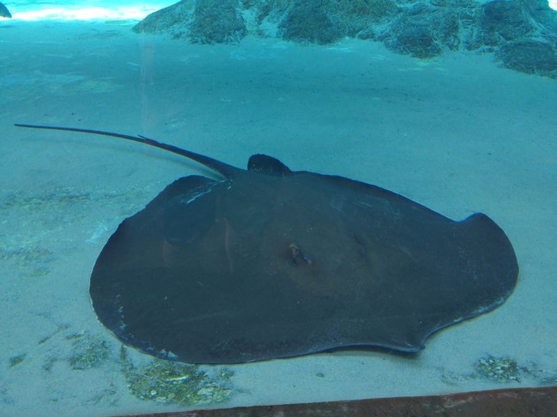 Giant Freshwater Stingray: Thailand's River Pancake