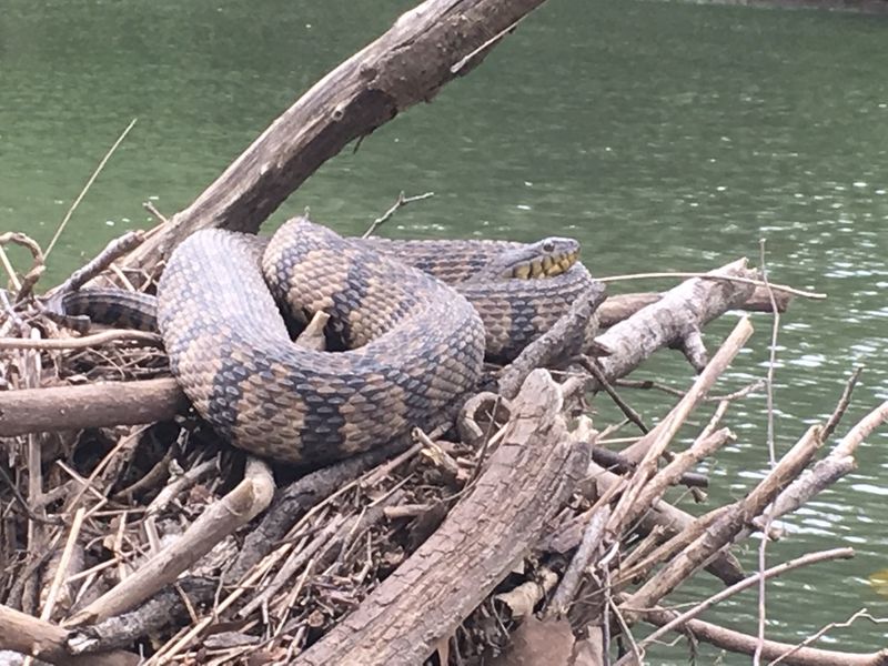 Lake Lewisville's Surprising Snake Density