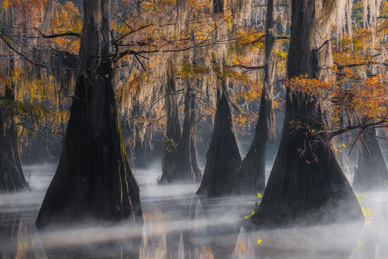 Caddo Lake's Cypress Snake Haven