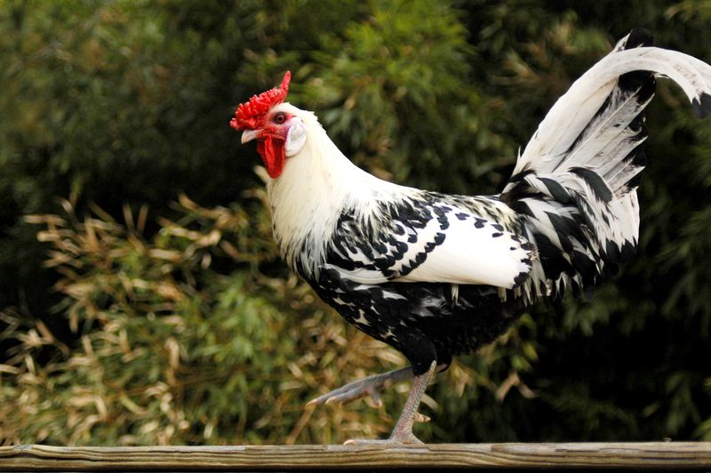 Fayoumi