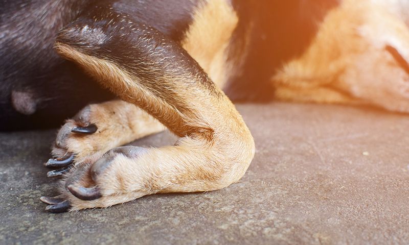 Swollen Joints