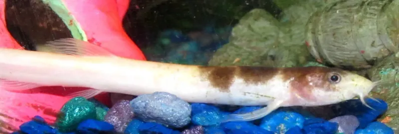 Aquarium Trade Fuels Ecological Disaster