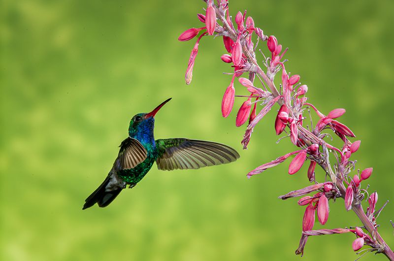 The Hummingbird's Helicopter Trick