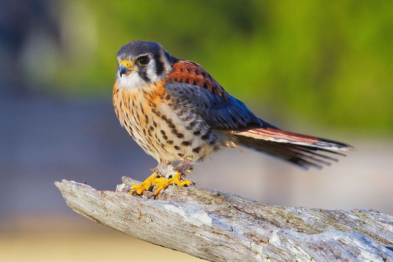 American Kestrel: Colorful Miniature