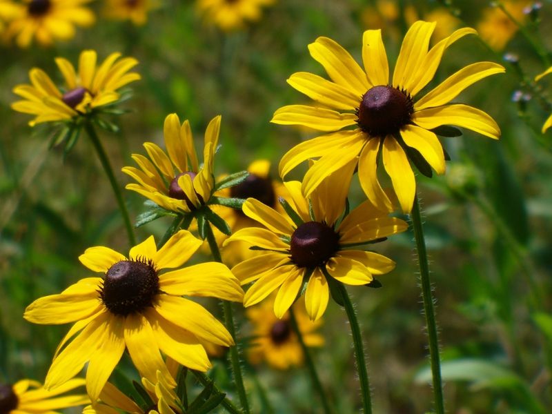 Black-Eyed Susan (Rudbeckia)