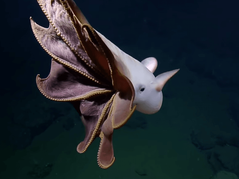 Dumbo Octopus