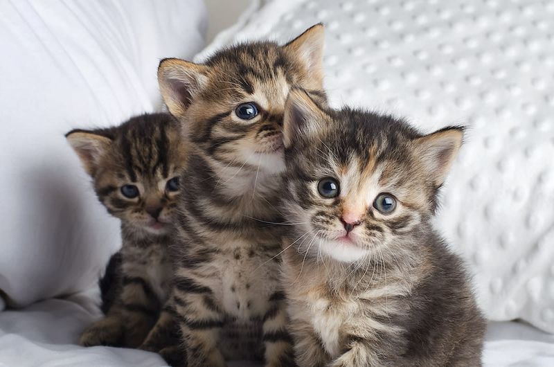 Kitten Cuteness Creates Competition
