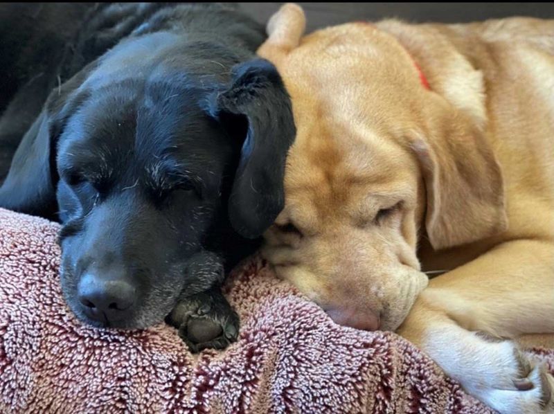 Emotional Support Experts: Labrador Retrievers