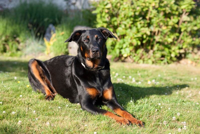Highly Intelligent And Easy To Train