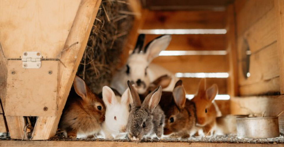 Large-Scale Rabbit Farming And Innovative Production Techniques