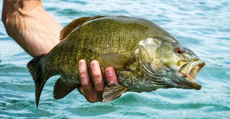 Largemouth Bass Fishing Strategies That Beat Traditional Techniques