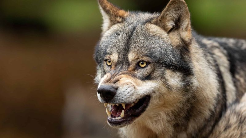 Muscular Necks For Powerful Prey Control