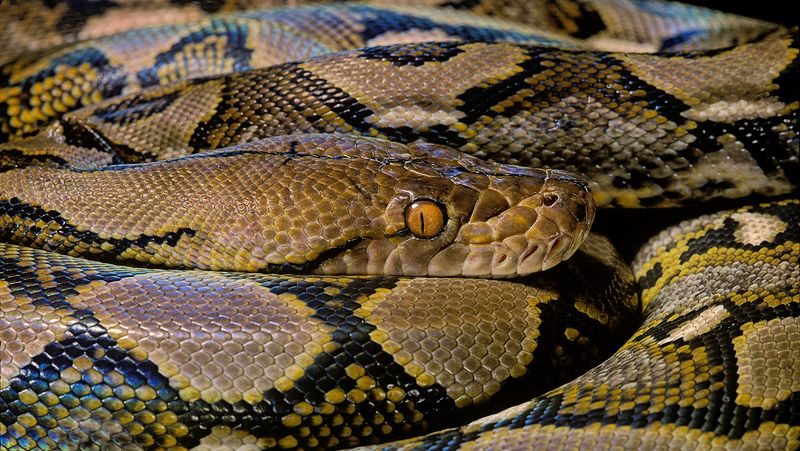 Record-Breaking Boa Constrictor In Venezuela