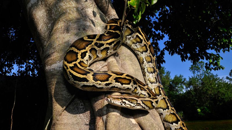 Boa Constrictor In Northern Argentina
